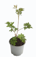 fambuesa planta 1 (R)